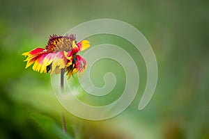 Common gaillardia aristata  or blanketflower flower in the garden in full bloom.