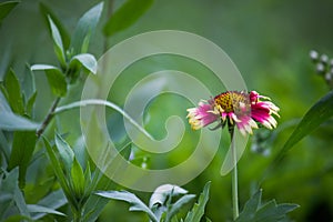 Common gaillardia aristata  or blanketflower flower in the garden in full bloom.