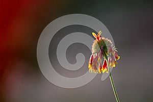 Common gaillardia aristata  or blanketflower flower in the garden in full bloom.
