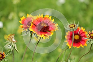 Common gaillardia or blanketflower or Gaillardia aristata