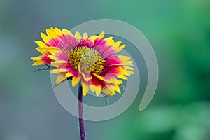 Common gaillardia or blanketflower Gaillardia aristata flower in the garden in full bloom.