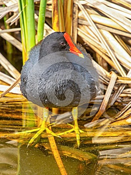 Common Gallinule