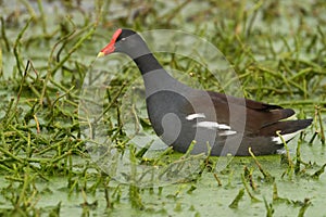 Common Gallinule