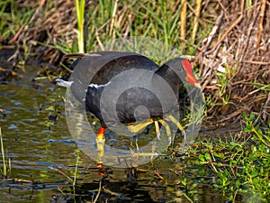 Common Gallinule