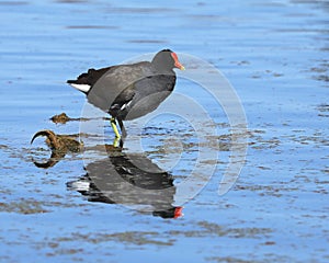 A common gallinule