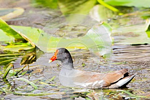 Common Gallinule