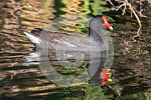 Common Gallinule adult swimming in the marsh.