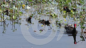 Common Gallinule with the chicks