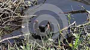 Common Gallinule chicks in wetlands