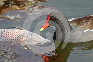 A Common Gallinule Eats Dead Tilapia, Lake Apopka, Florida