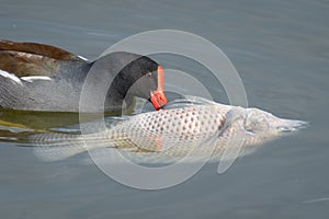 Common Gallinule Eats Tilapia in Lake Apopka, Florida