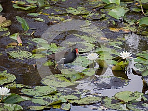Common Gallinule in a Florida Pond
