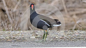 Common Gallinule Gallinula galeata