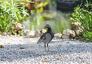 The common gallinule Gallinula galeata is a bird in the family Rallidae photo