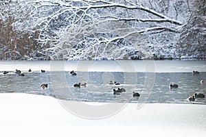 Common gallinule, Gallinula galeata moorhen swimming in a pond, snow covered landscape in winter, birds at Haff Reimech