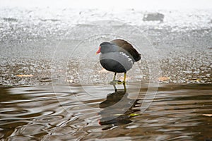 Common gallinule, Gallinula galeata moorhen waddle over frozen and snow covered pond in winter, birds