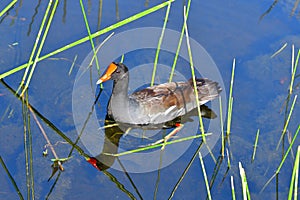 Common Gallinule - Gallinula galeata - swimming amidst reeds in Florida pond.