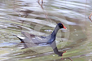 Common Gallinule Gallinula galeata swimming in a pond with water drops on its face