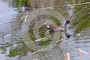 Common gallinule or moorhen swimming in a pond at Pinckney Island National Wildlife Refuge, South Carolina photo