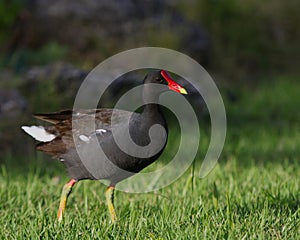 Common Gallinule in the Sun