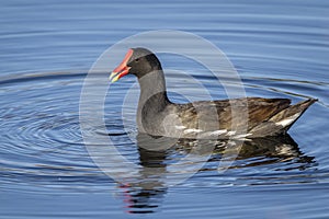 Common Gallinule Swimming in a Florida Pond