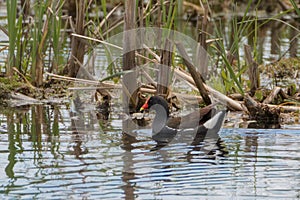 Common Gallinule swimming in water with cattails stems behind