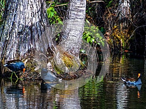Common Gallinules in a cypress swamp