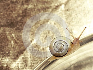 Common Garden Banded Snail Crawling on Metallic Background