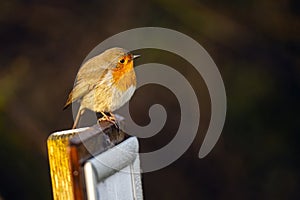 Common garden bird, Robin, Erithacus rubella, perched on a branch.