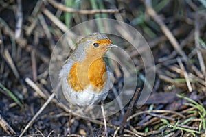 Common garden bird, Robin, Erithacus rubella, perched on a branch.