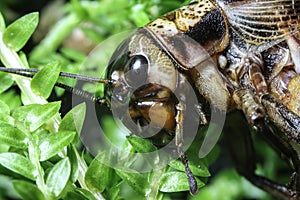 Common garden cricket: closeup of head