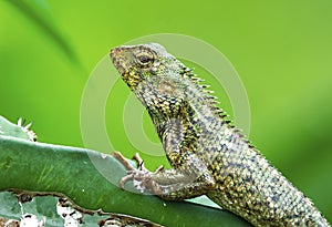 Common garden lizard