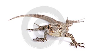 Common garden lizard isolated on white