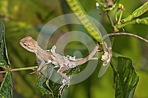 Common garden lizard in moulting phase