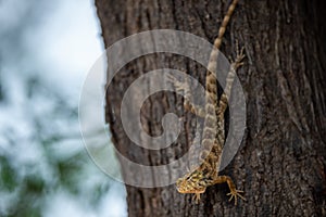 Common Garden Lizard or Oriental garden lizard or Calotes versicolor on tree trunk camouflaged