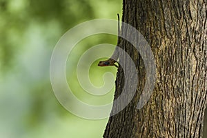 Common Garden Lizard or Oriental garden lizard or Calotes versicolor on tree trunk camouflaged in natural green background in