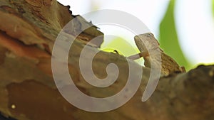 Common Garden Lizard or Oriental garden lizard or Calotes versicolor on tree trunk natural green background