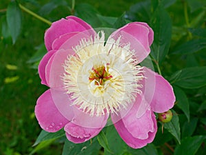 Common garden peony Paeonia lactiflora Pall. flower