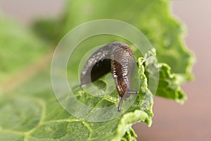 Common Garden Slug photo