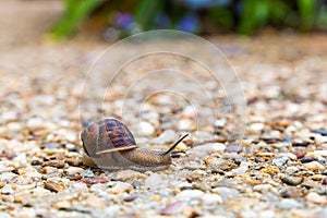 Common Garden Snail