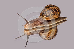 Common Garden Snail