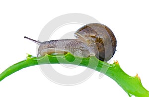 Common garden snail