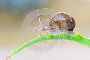 Common garden snail