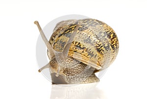 Common Garden Snail