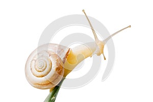 Common garden snail on aloe vera isolated on white background with clipping path. cosmetics and body care concept