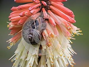 Common garden snail / Cornu aspersum on flower