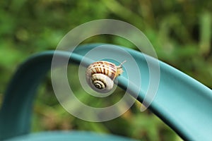 Common garden snail crawling on watering can handle outdoors, closeup