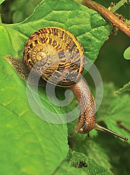 Common Garden Snail (Helix aspersa)