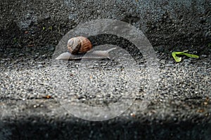 Common garden snail mooving on pavement