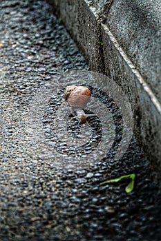 Common garden snail mooving on pavement